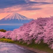 जापान जाने विद्यार्थीलाई कूटनीतिक पहल गरेर पठाउने व्यवस्था मिलाउन सरकारलाई निर्देशन